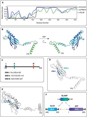 Exploring the Structures and Functions of Macromolecular SLX4-Nuclease Complexes in Genome Stability